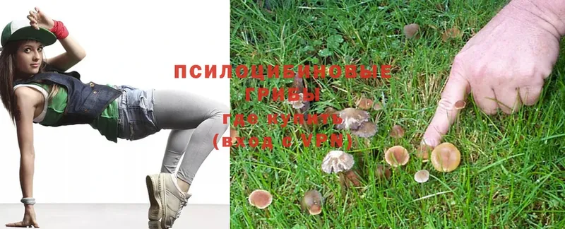 Псилоцибиновые грибы Magic Shrooms  где можно купить   маркетплейс какой сайт  Северская 